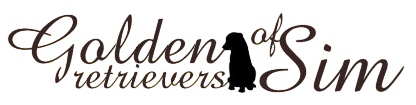 Chiots golden retrievers of sim